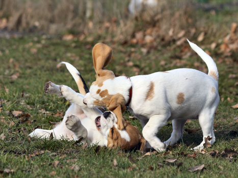 Beagle welpen spielen